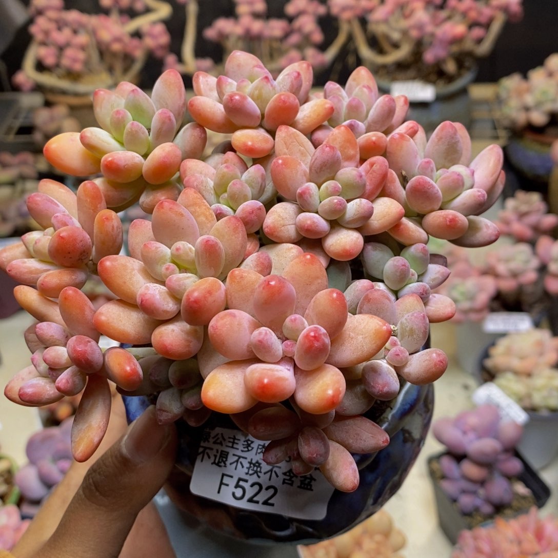 522樱花奶多肉散