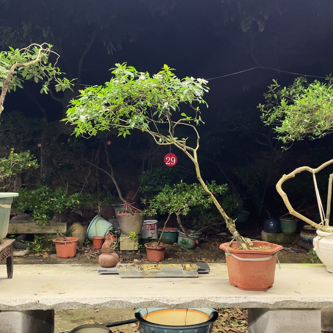 少量花朵（建议范围：2朵-5朵 或40%以下）一物一拍