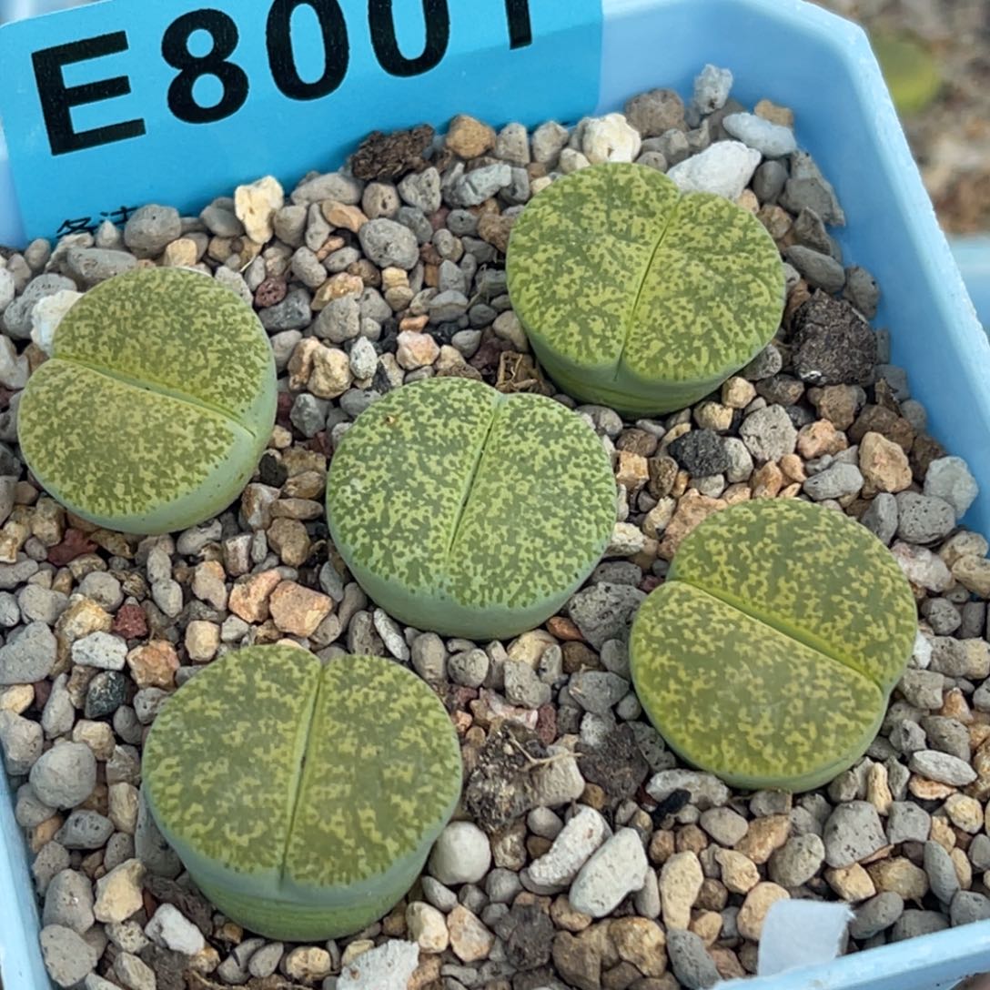 8001绿弁天五颗。  