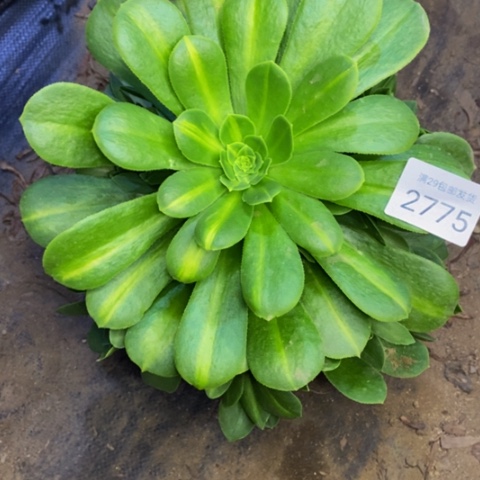 绿羊绒多肉植物2775