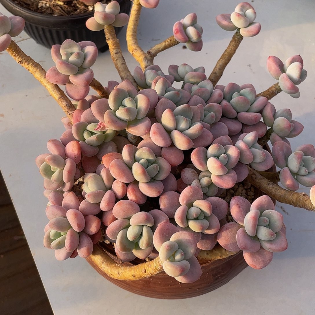 红洛神多肉多肉多肉