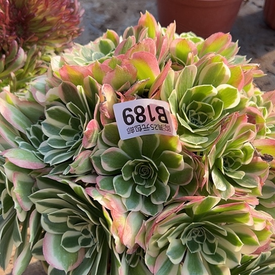 大*多肉植物一个