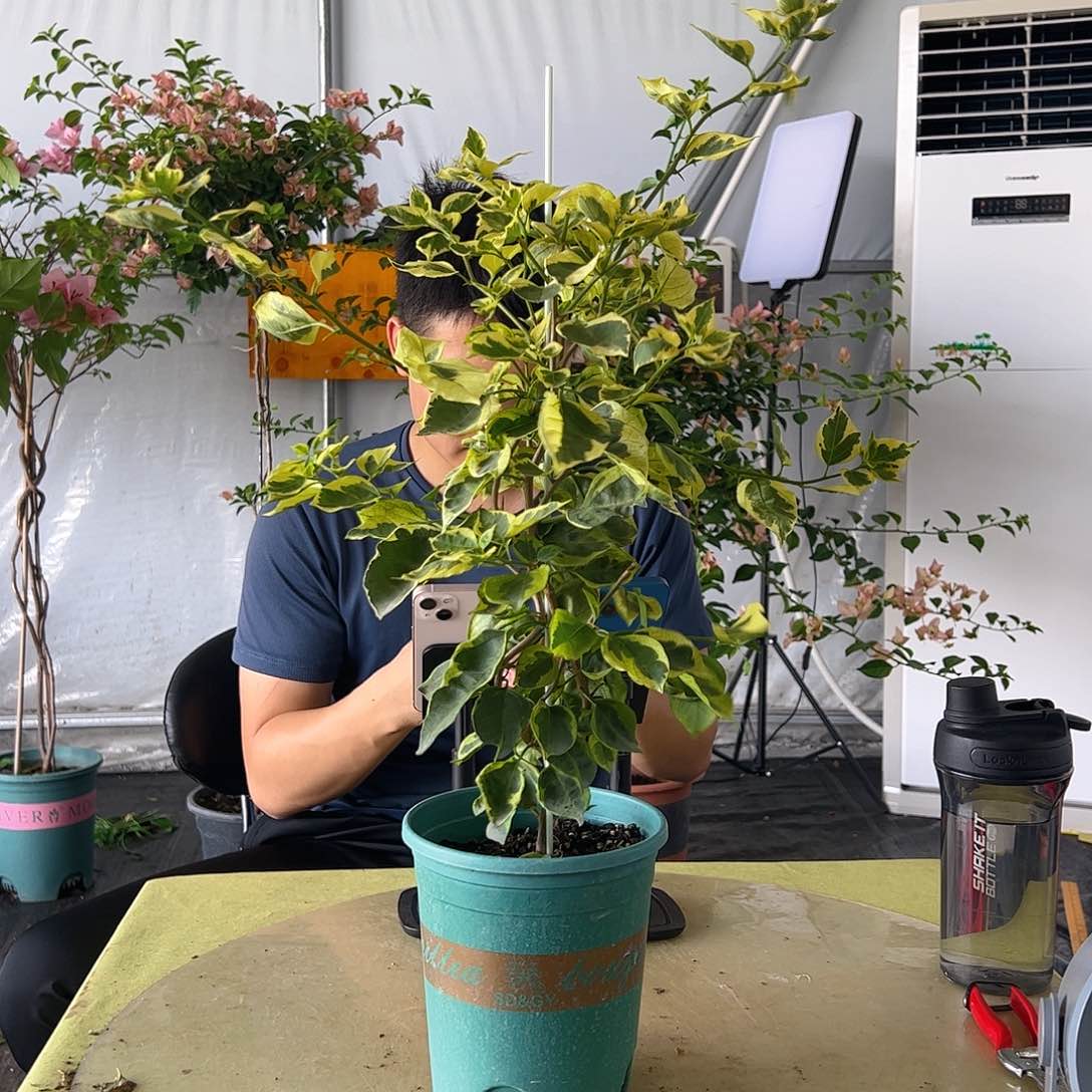 当前无花栽培后可以开花金边台湾姑娘一颗