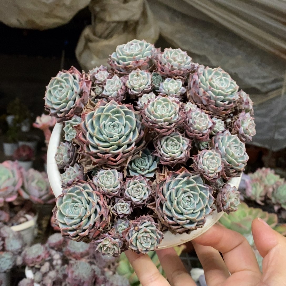 原始海滨格瑞带盆土