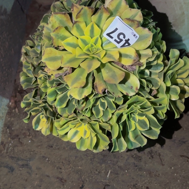 457绿豆沙多肉植物不售后