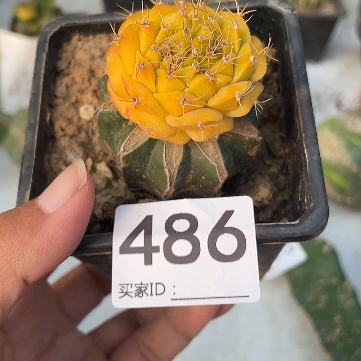 仙人球486号草球嫁接地冠锦