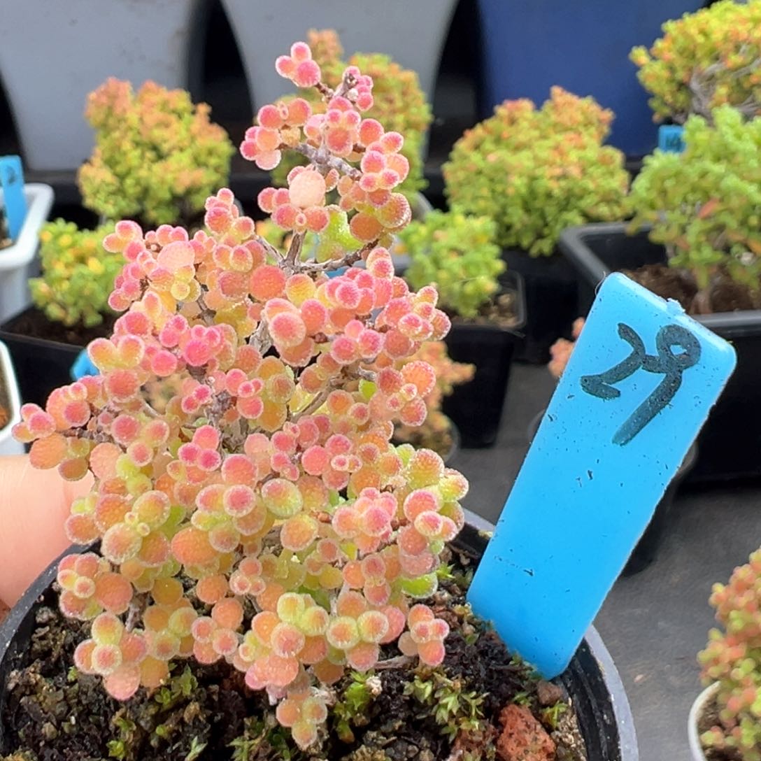 精控蜜橘小树29号