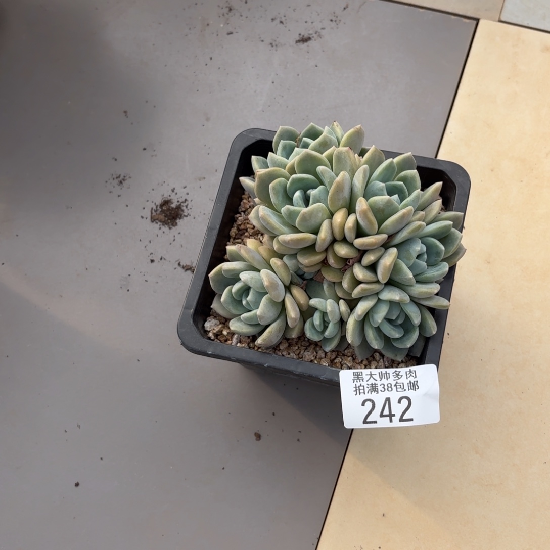 黑大帅多肉242冰城