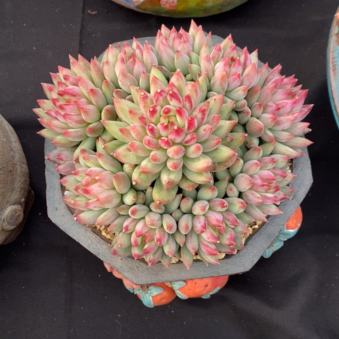 二代虞美人 一物一拍 