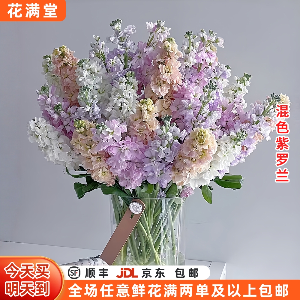 元旦福利【混色重瓣紫罗兰】混色紫罗兰5枝·全场两单鲜花顺丰包邮·鲜切花生活鲜花·基地直发·鲜切花·次日达