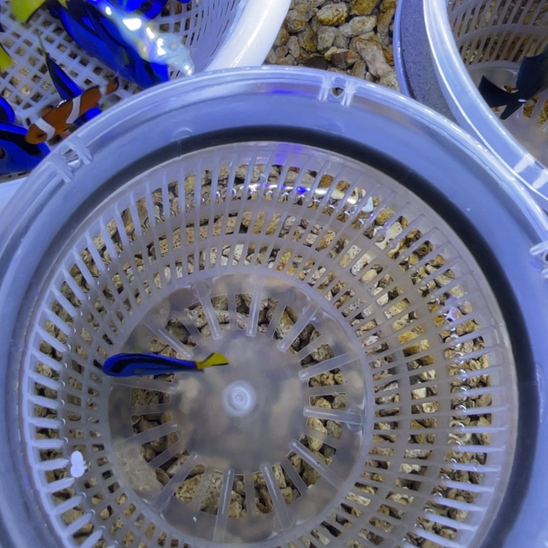 海水鱼蓝调一条顺丰包邮