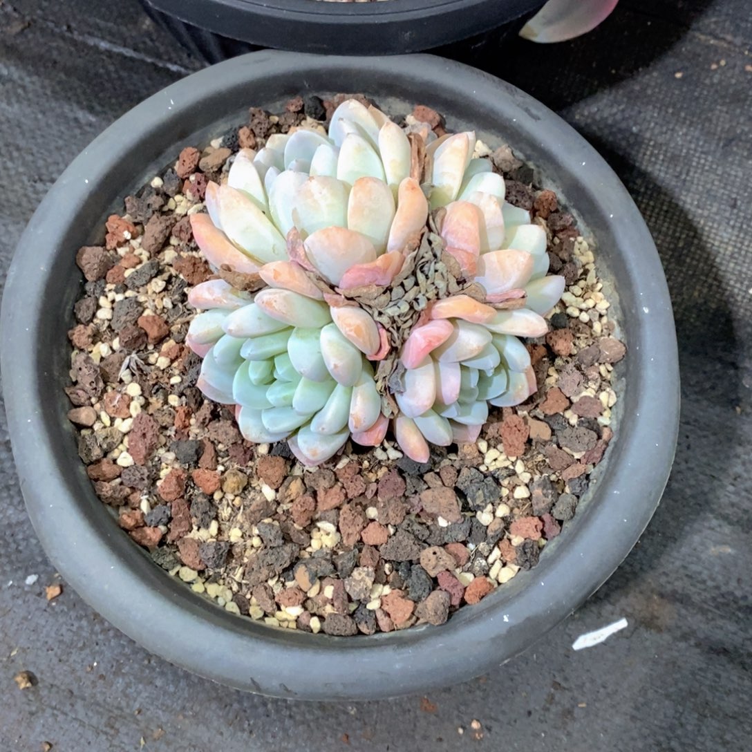 冬***华冰玉多肉植物小群