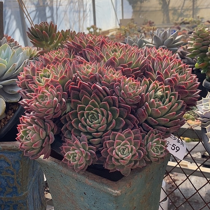 小七夕多肉红女巫59