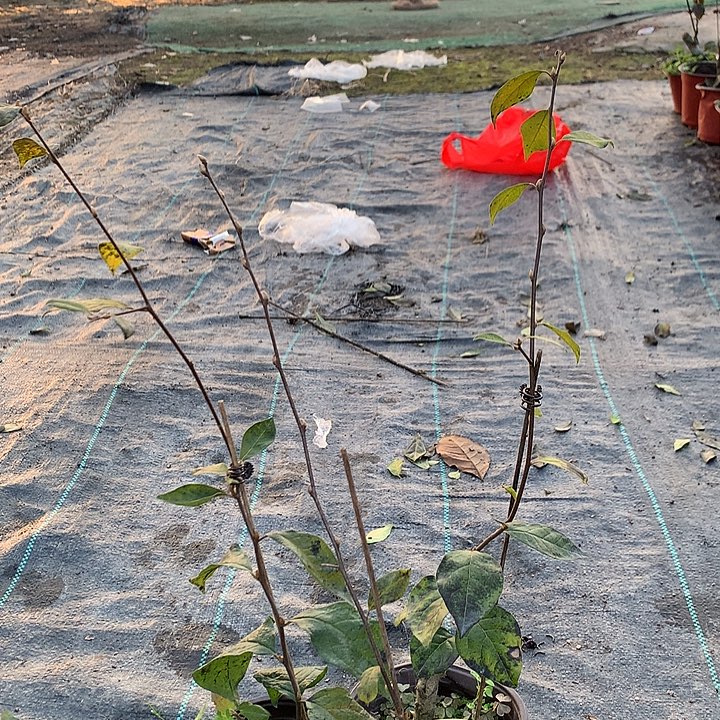 无花朵柿佑卫门29.9