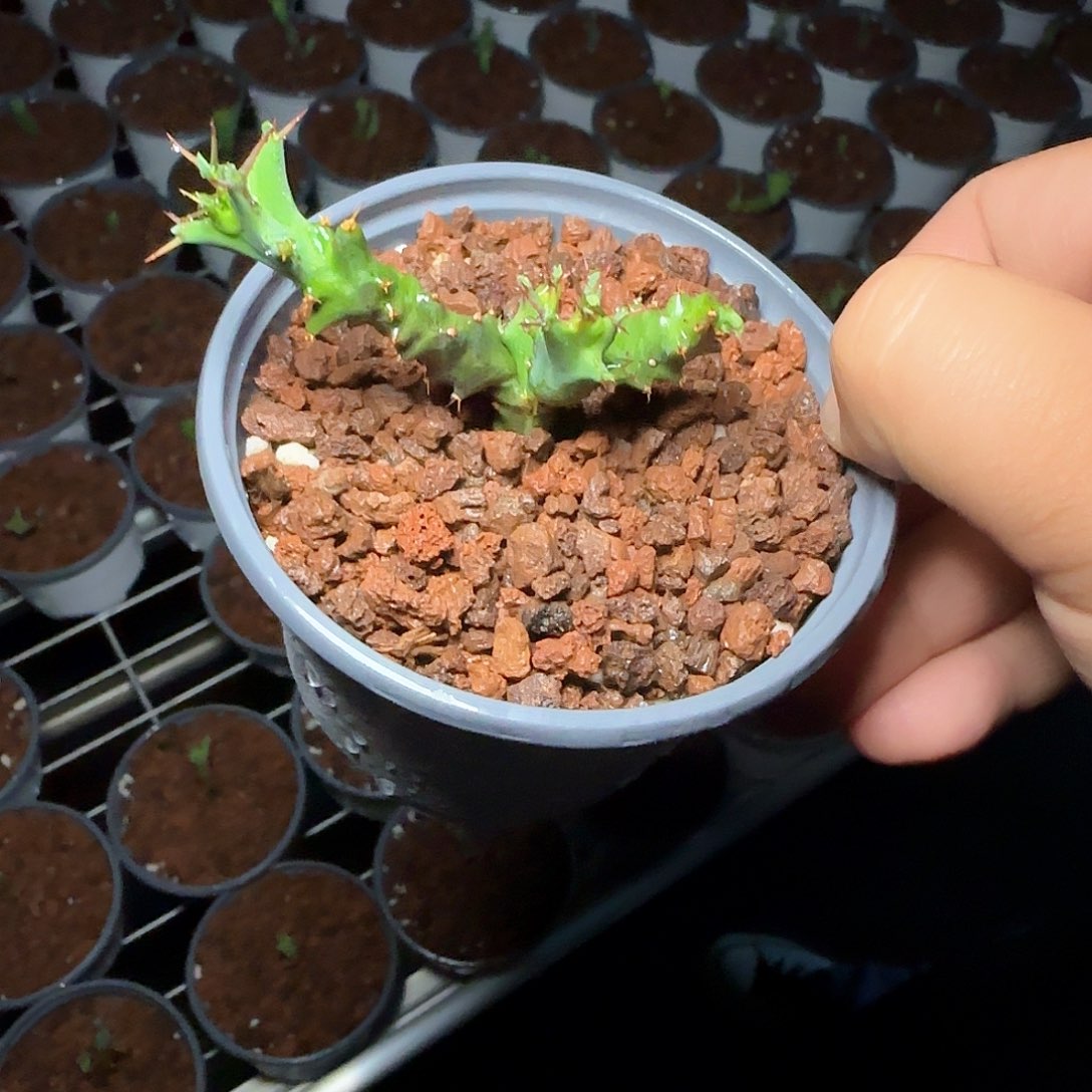 蓝丝绒大戟 多肉植物