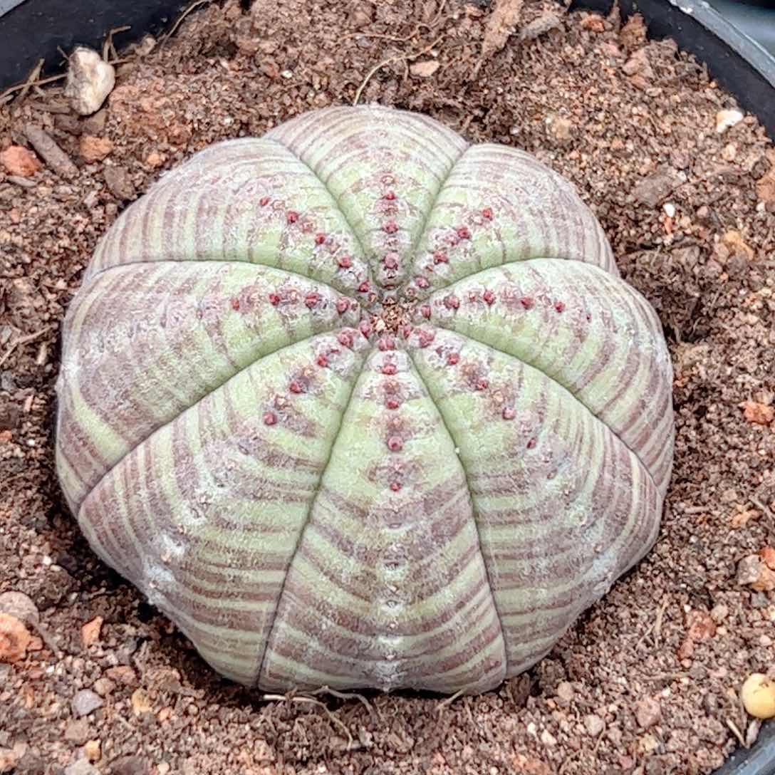 实生 白肌神玉布纹球