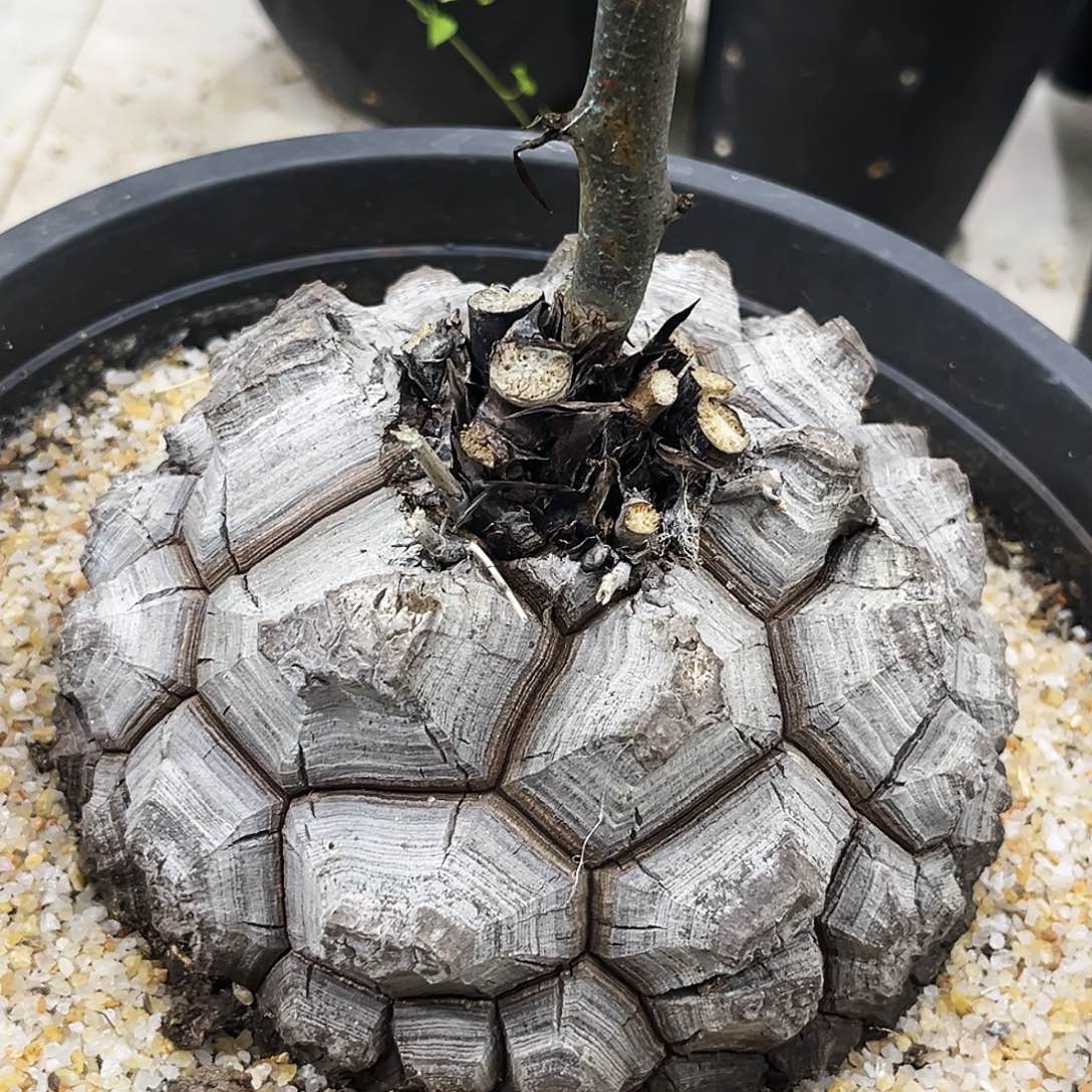 白皮球形南非龟甲龙，潮流植物