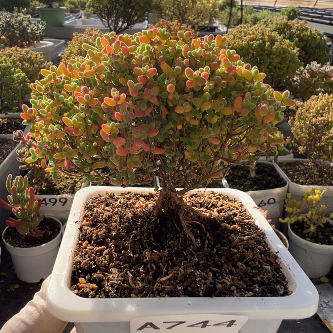 A744蜜橘糖球一物一拍