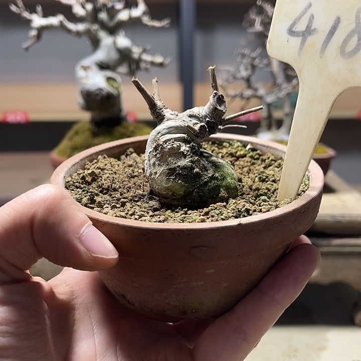 瓦***西无花朵红芽小叶榆树盆景