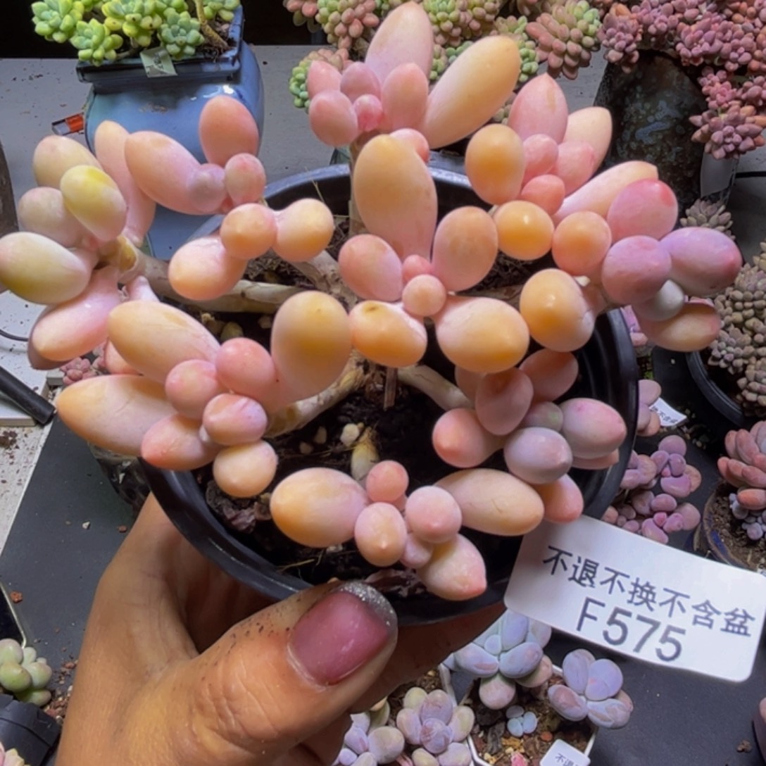 黄金手指奶酪575/10cm