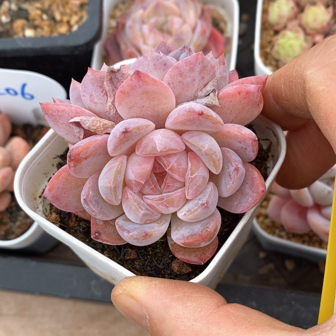 精品多肉一物一折不包整71