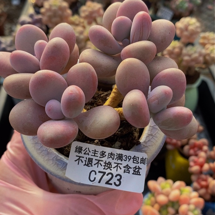 糖果桃蛋老桩723多肉植物