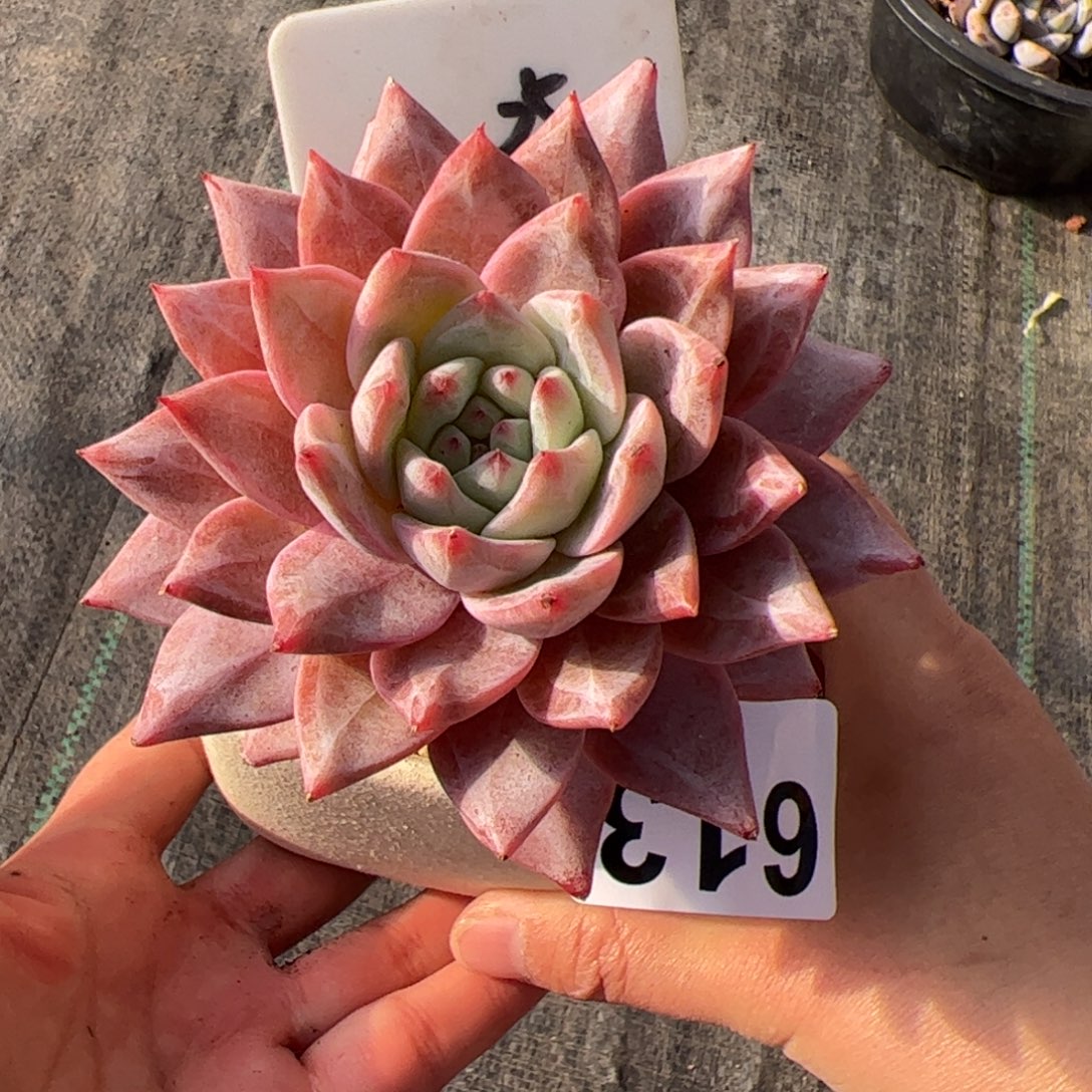 老***丶613 满38包邮一物一拍