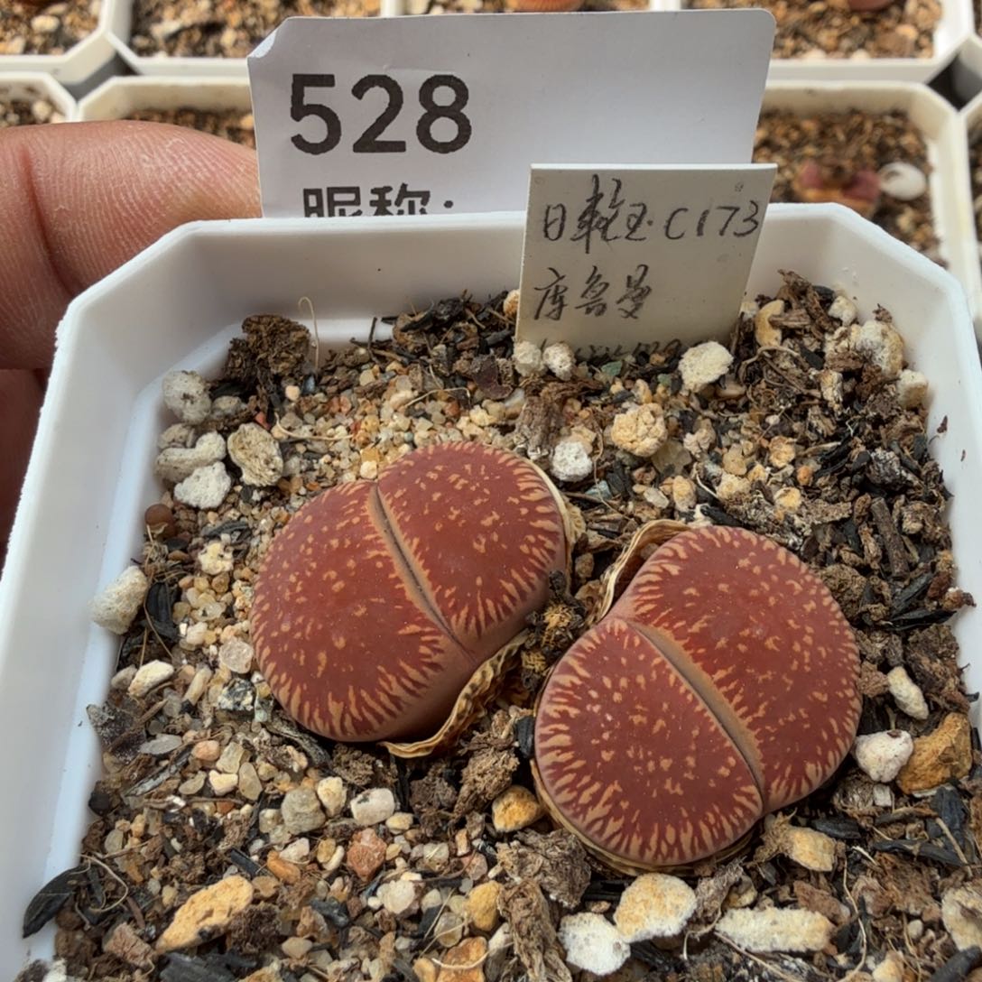 多肉植物多肉植物多肉植物