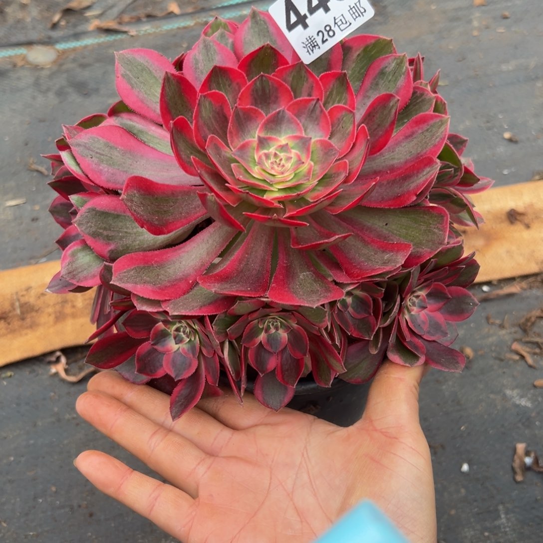 多肉植物445赤子心