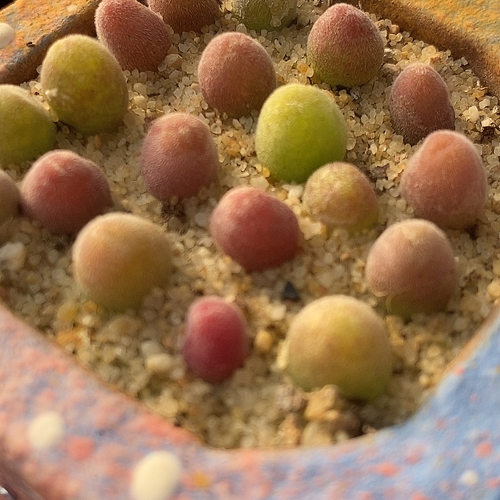 园艺宝辉一颗。         