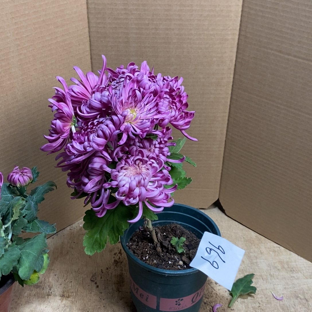 完全开放000000696