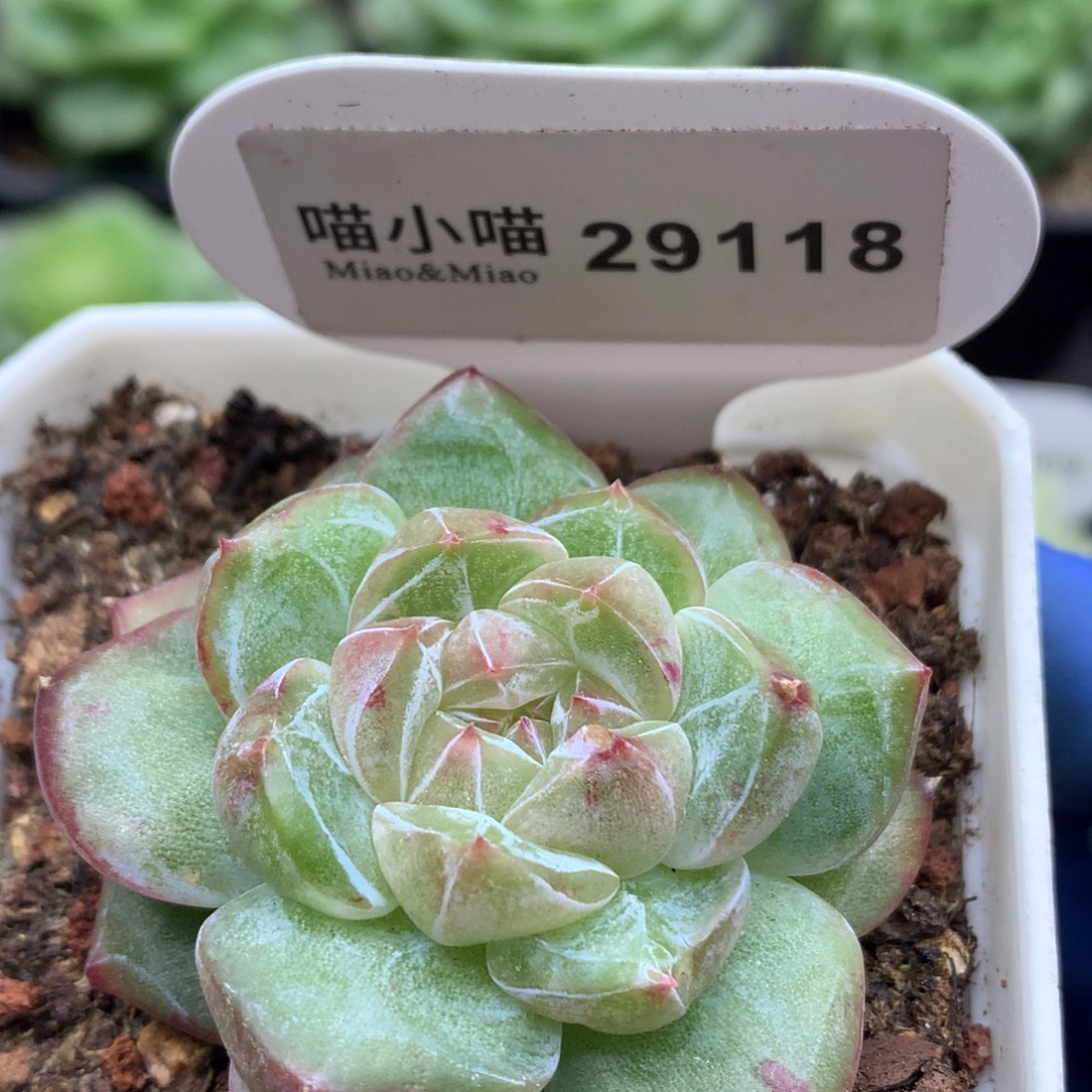 多肉植物杂交珍妮