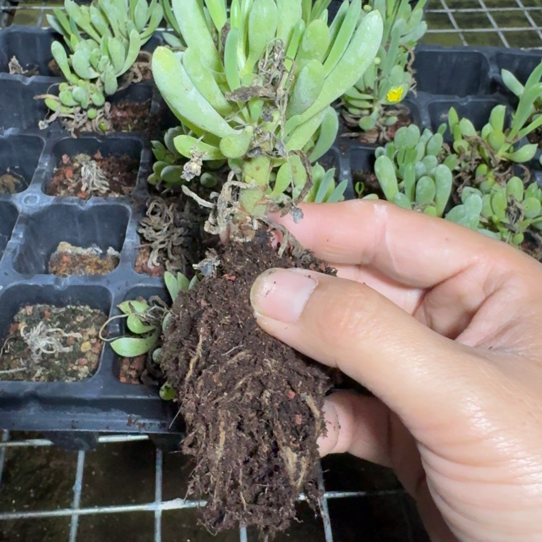 卡拉菲厚墩菊多肉植物