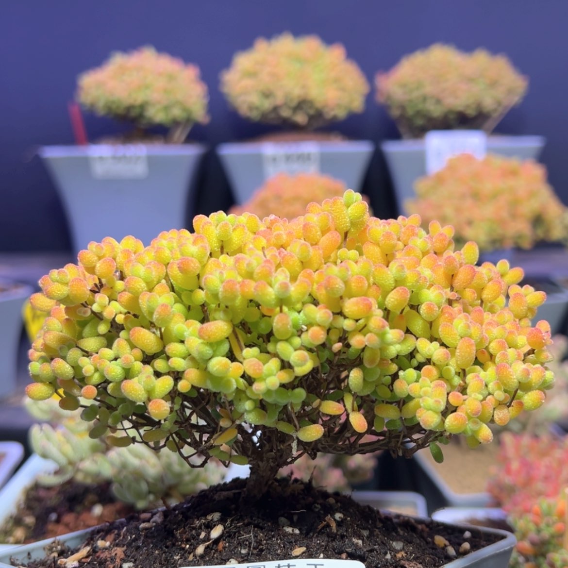 【闪购商品】e652老桩金桔冠幅12cm搬棚福福价