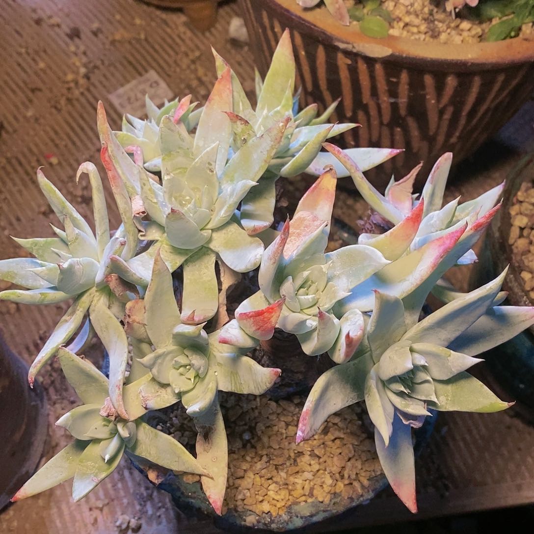 【闪购商品】哈哈哈哈哈苹果拇指多肉1227