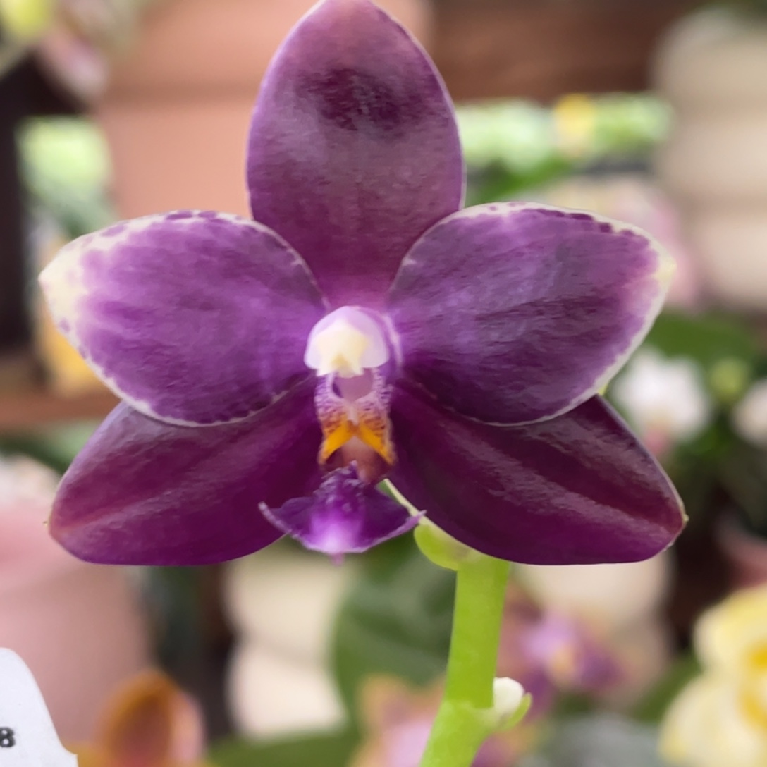 大部分开放少量花苞2.5两倍钻石交蓝喜鹊