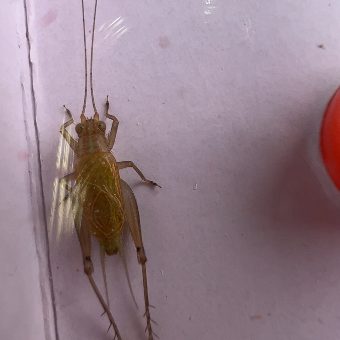 蟋蟀漂亮汊口一只大黄蛉