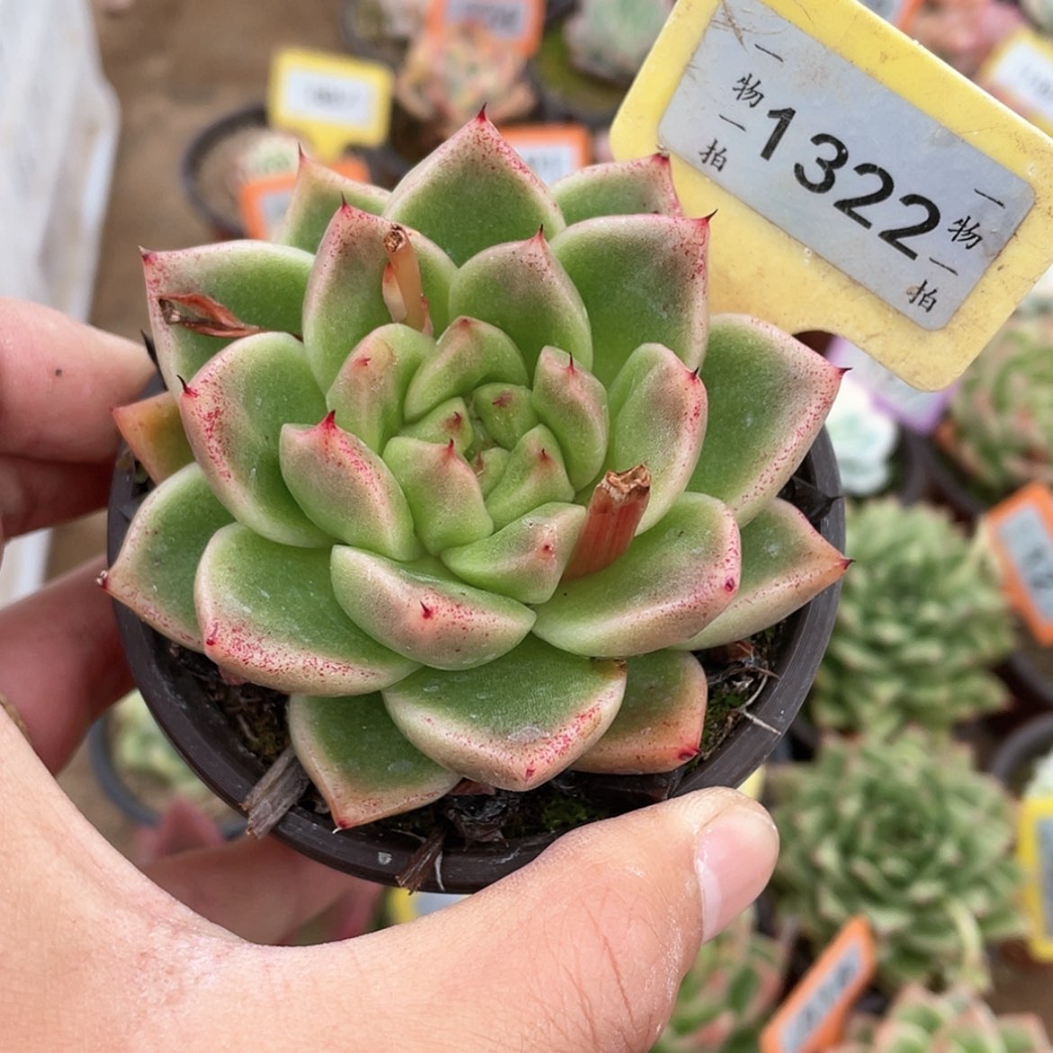 【闪购商品】1322号