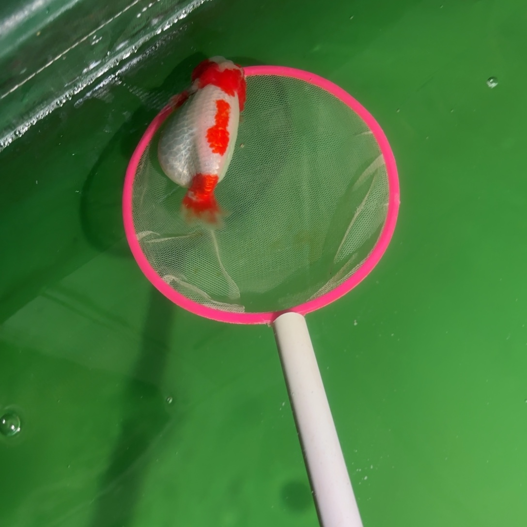 金鱼╰****悦运费自理不包邮