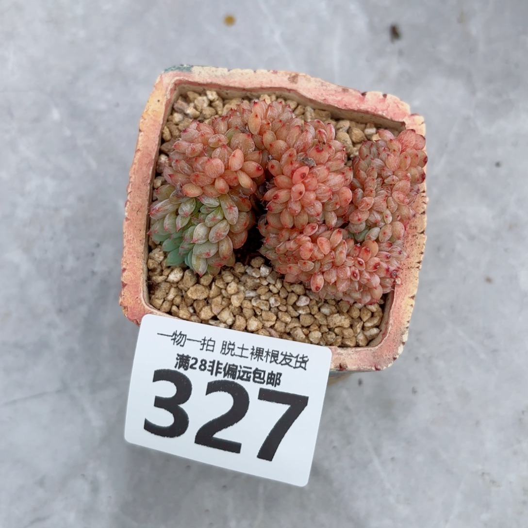 白胖子缀化多肉多肉多肉