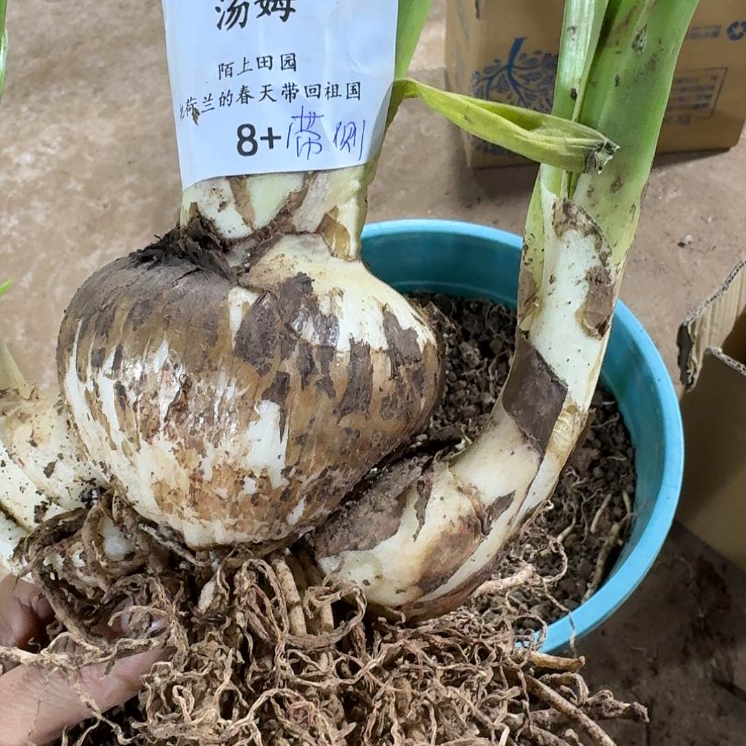 汤姆8+带侧开花球发