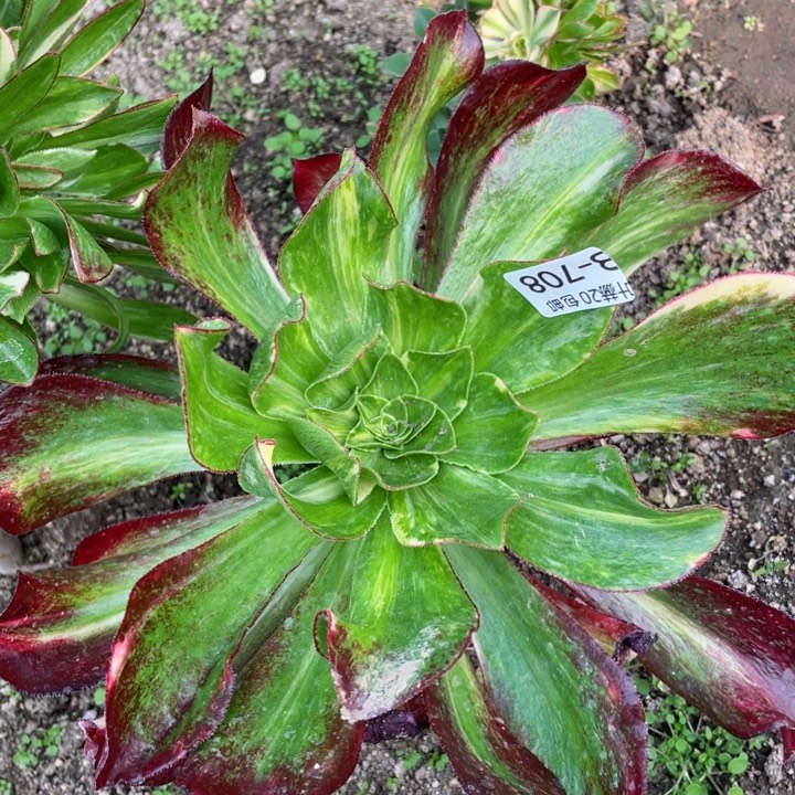 708魅影七彩嫁接多肉11134578