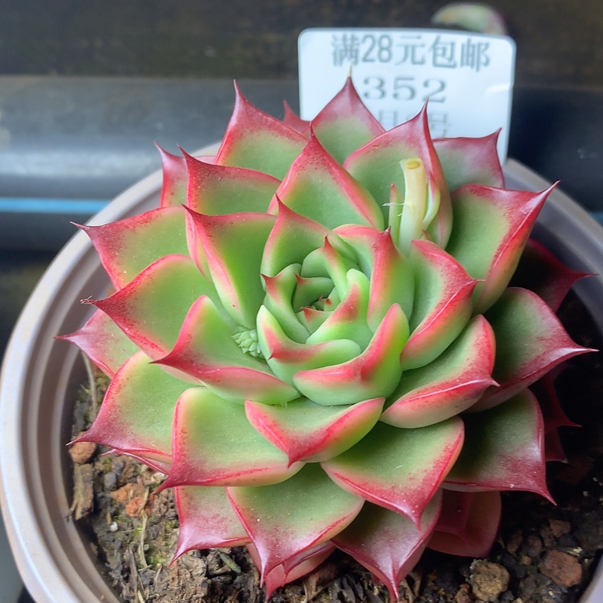 【闪购商品】云352号