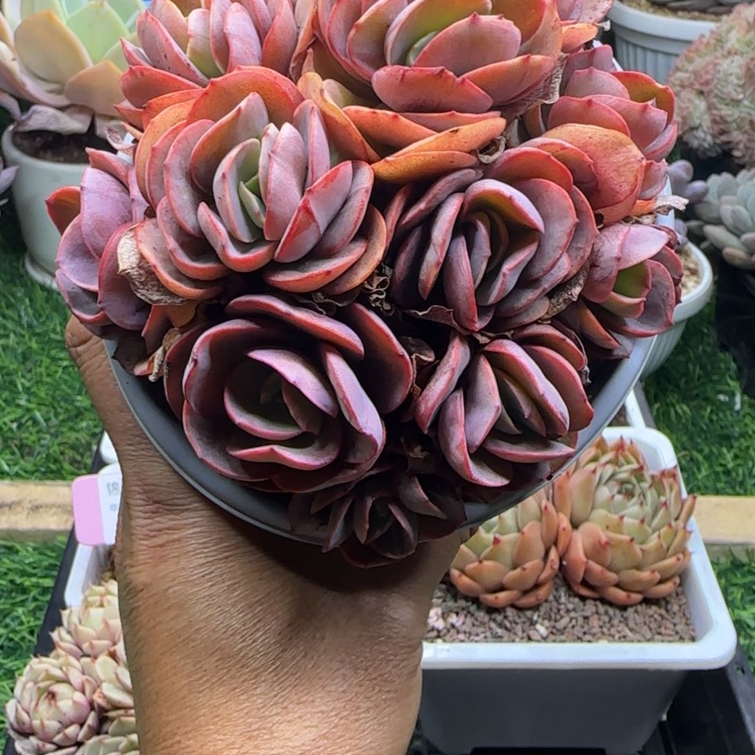 锦安精品多肉植物278