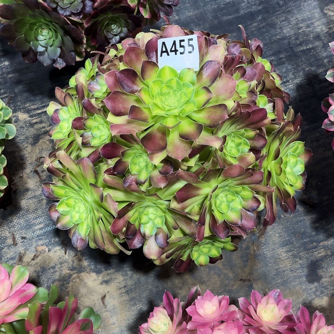 多肉植物韶华455多肉