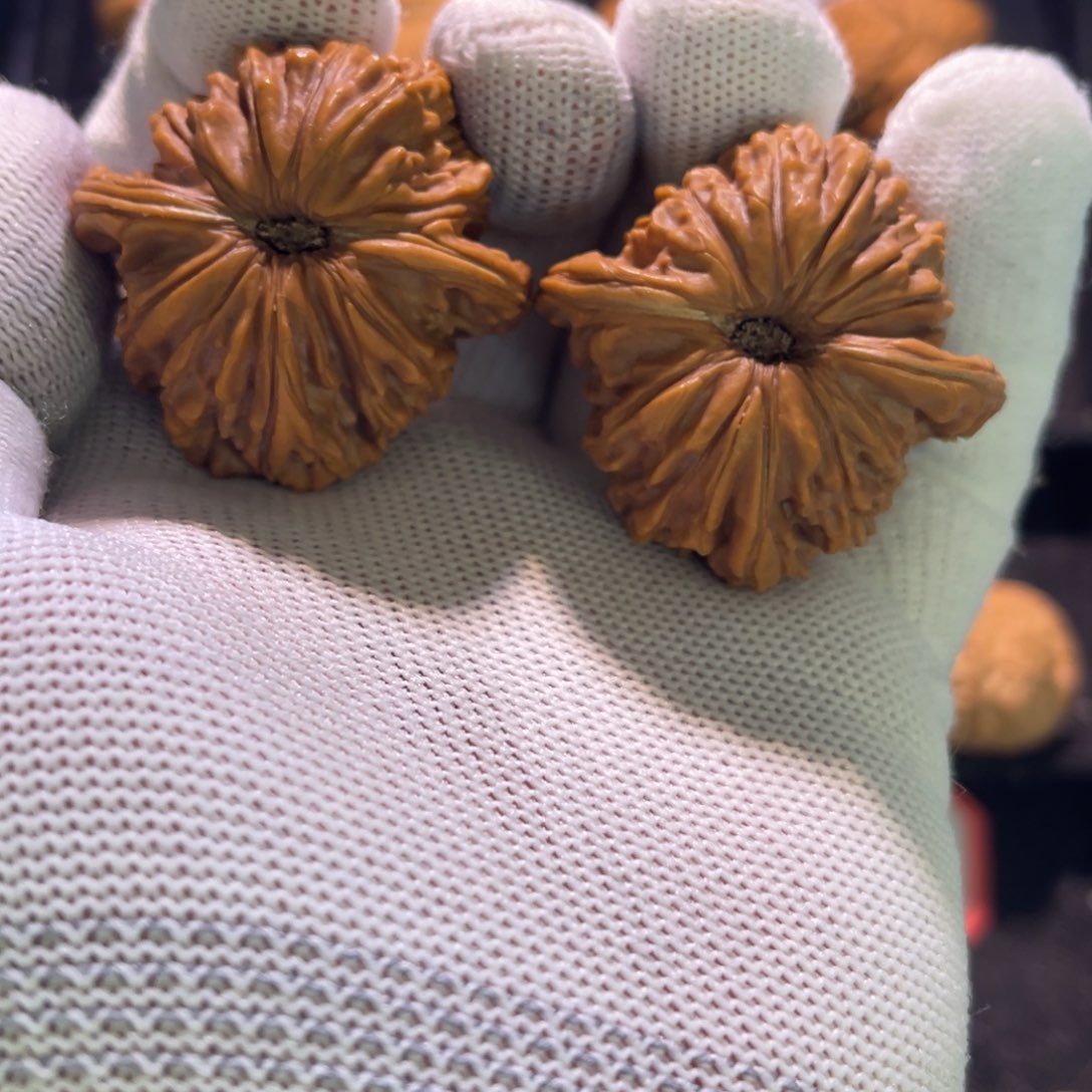 G*9秦皇岛山地果全品