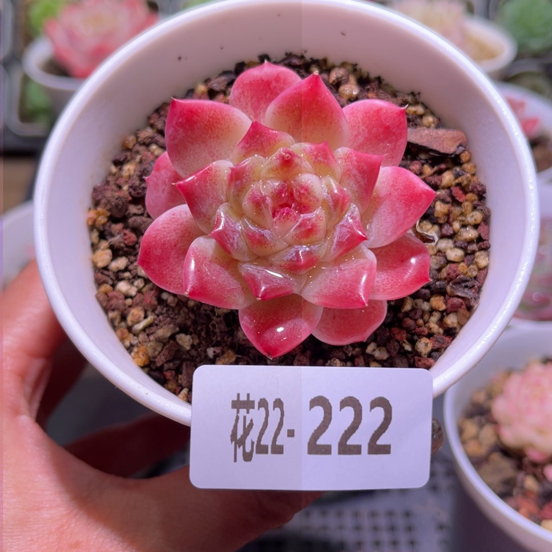 花利美22-222秘境冰魄