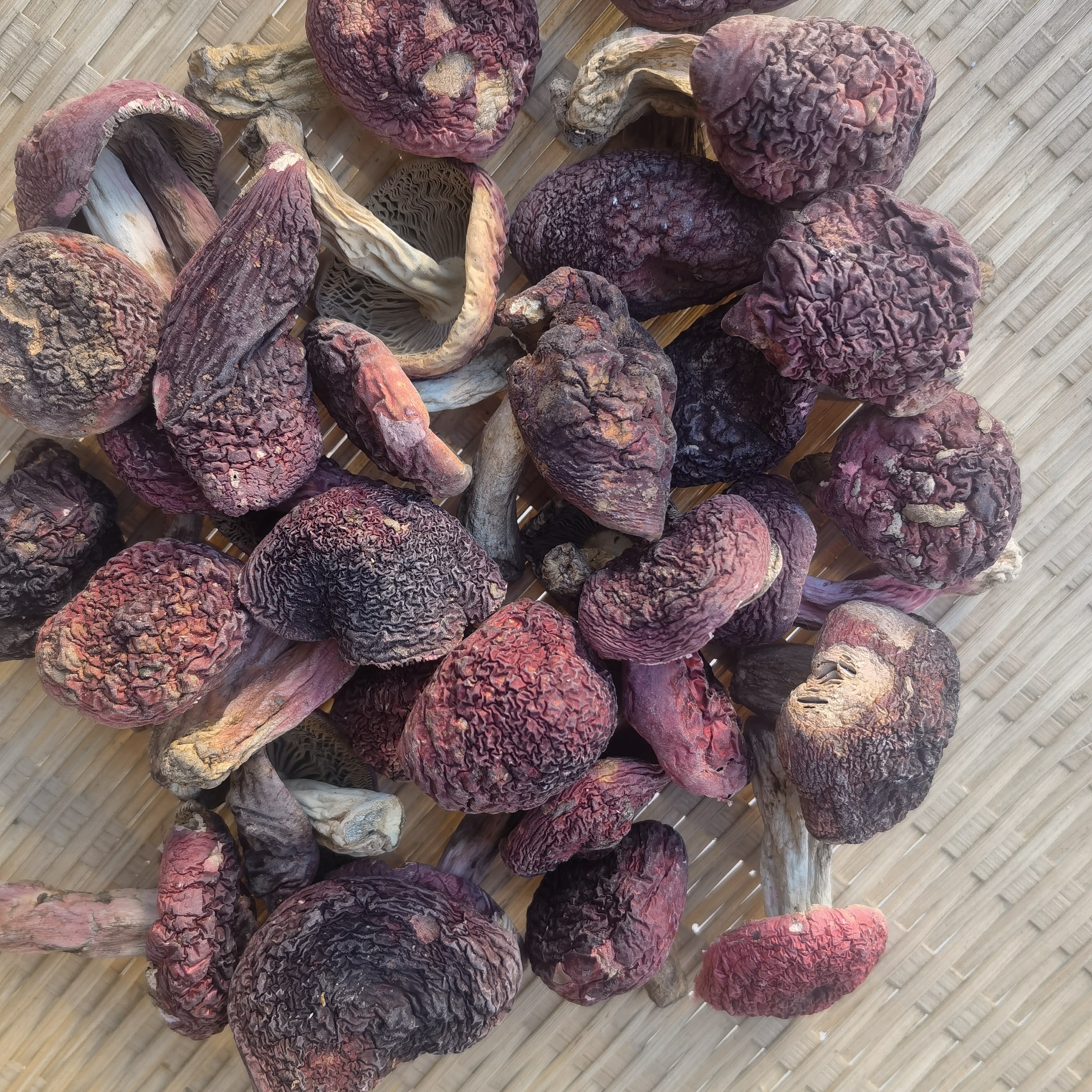 云南土特产山货～精品红菇～阿红臻选～脱水蔬菜