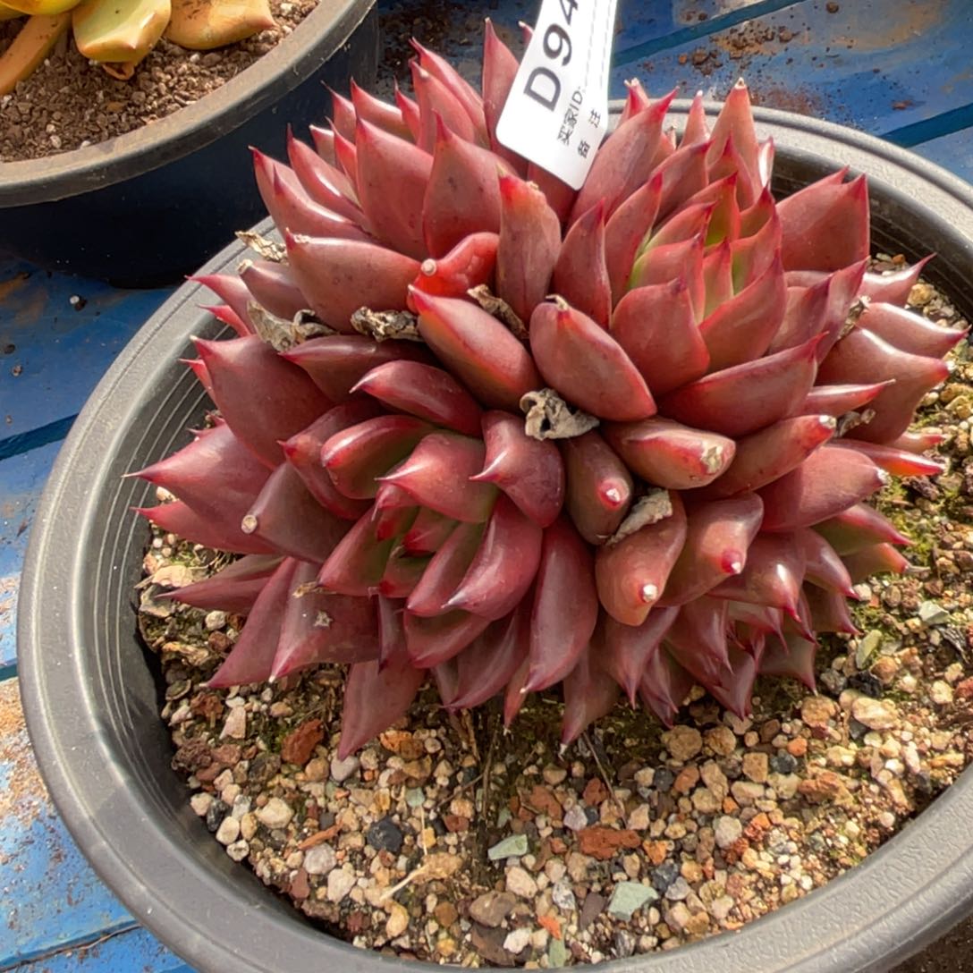 无花朵若如东云单拍D948