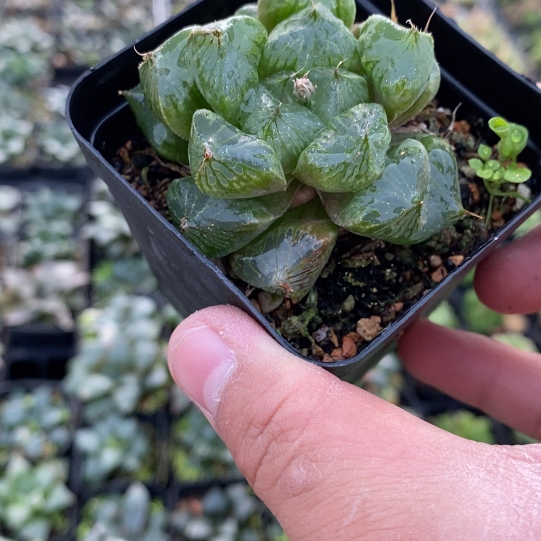 吱***呀精品玉露满十元发货